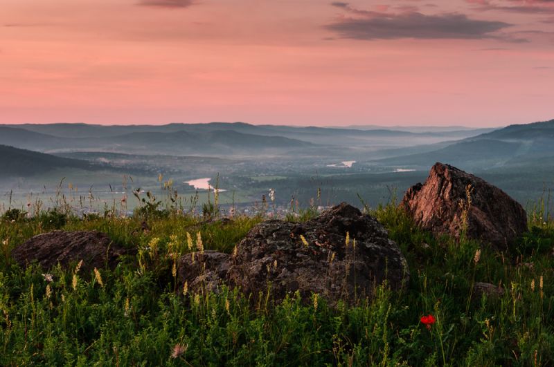 Фотография красный цветок