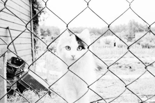 Звери - гипноз