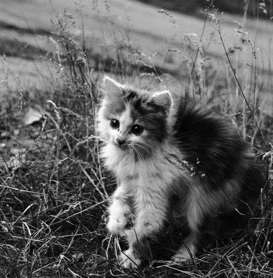 Фотография котенок - котомания