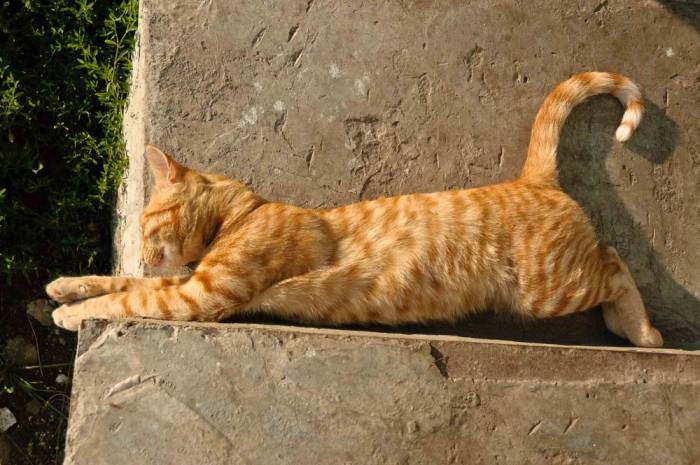 Зверюшки - спящий кот