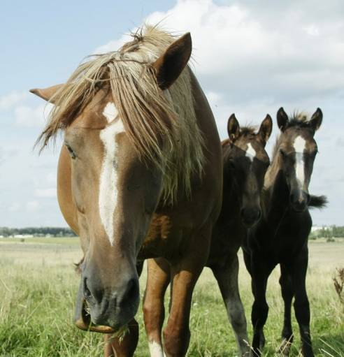 Зверюшки - есть вопросы ?