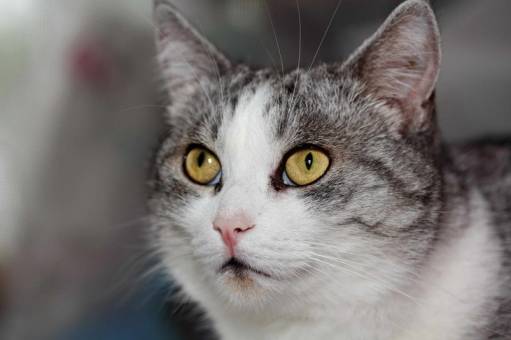 Животные - хочу коласу