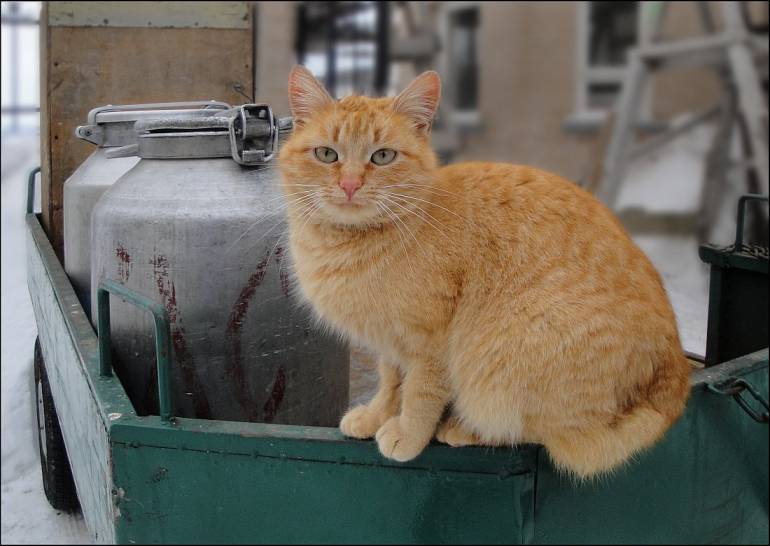 Животный мир - хозяин фермы - фотокот