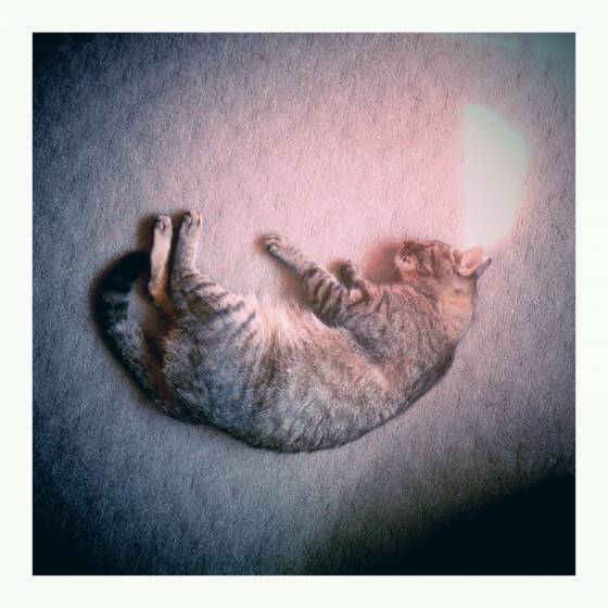 Фото кошка на ковре лежит спокойно в твери - всякие картинки