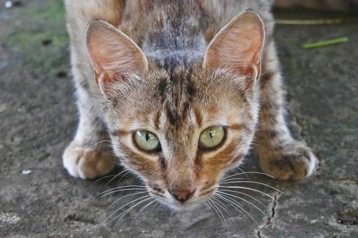 Фотография кошкэ 2