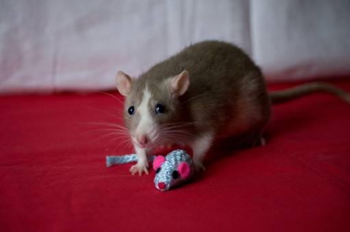 Моя крысота)