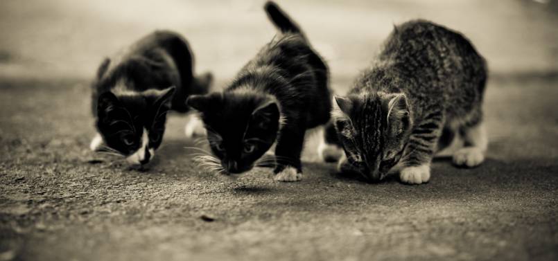 Фото сказ о голоде, борьбе и чувстве собственногодостоинства