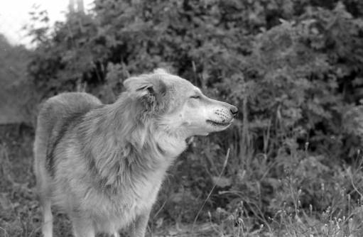 Звери - хорошо - провинциальные зарисовки