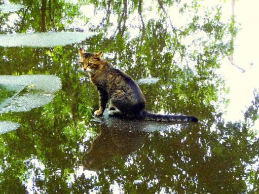 Купание серого хвоста