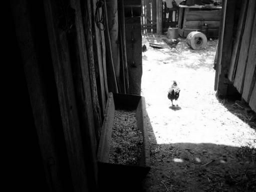 Звери - выход в свет