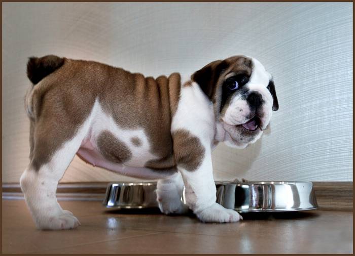 Животные - пейзажи и природа