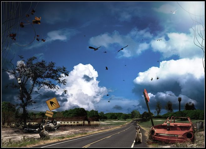 "внимание! птицы"